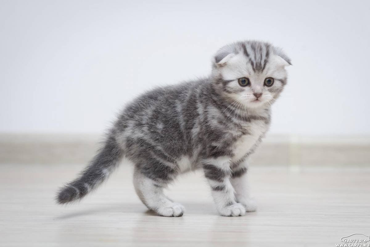 Шотландские котята шоколадный мрамор на серебре